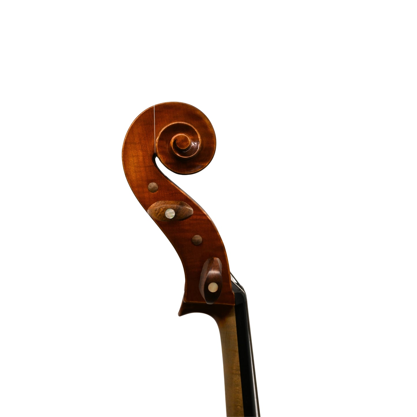 Cello Reghin 2023